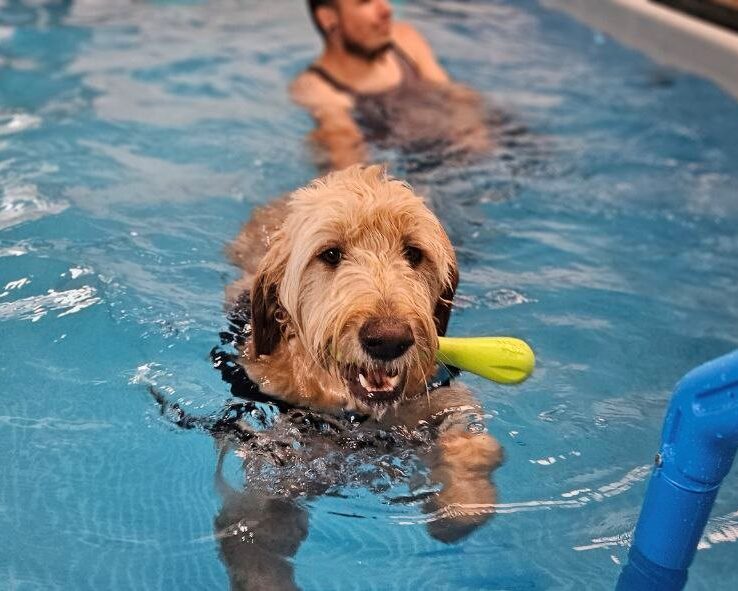 heated indoor dog pool Denver dog daycare