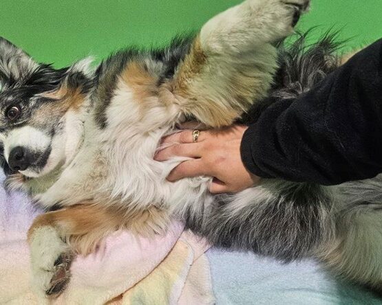 best dog daycare in Denver indoor play area