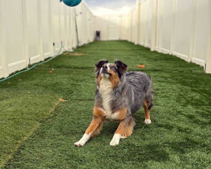 best dog daycare in Denver outdoor play area