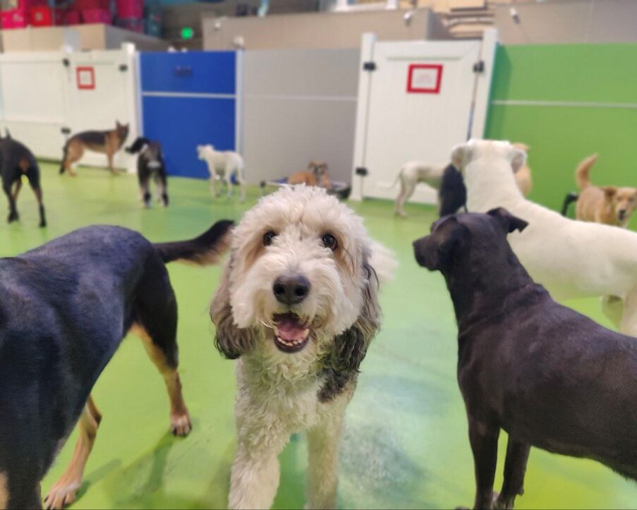 best dog daycare in Denver play area