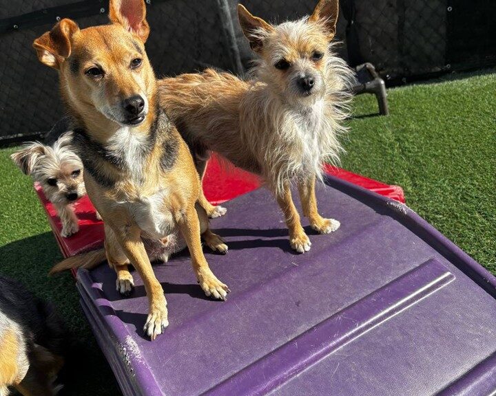 best dog daycare in Denver play yard