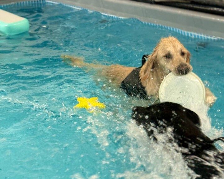 heated indoor dog pool Denver dog daycare